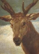 Diego Velazquez, Head of a Stag (df01)
